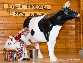 Highlander Day - Cow milking